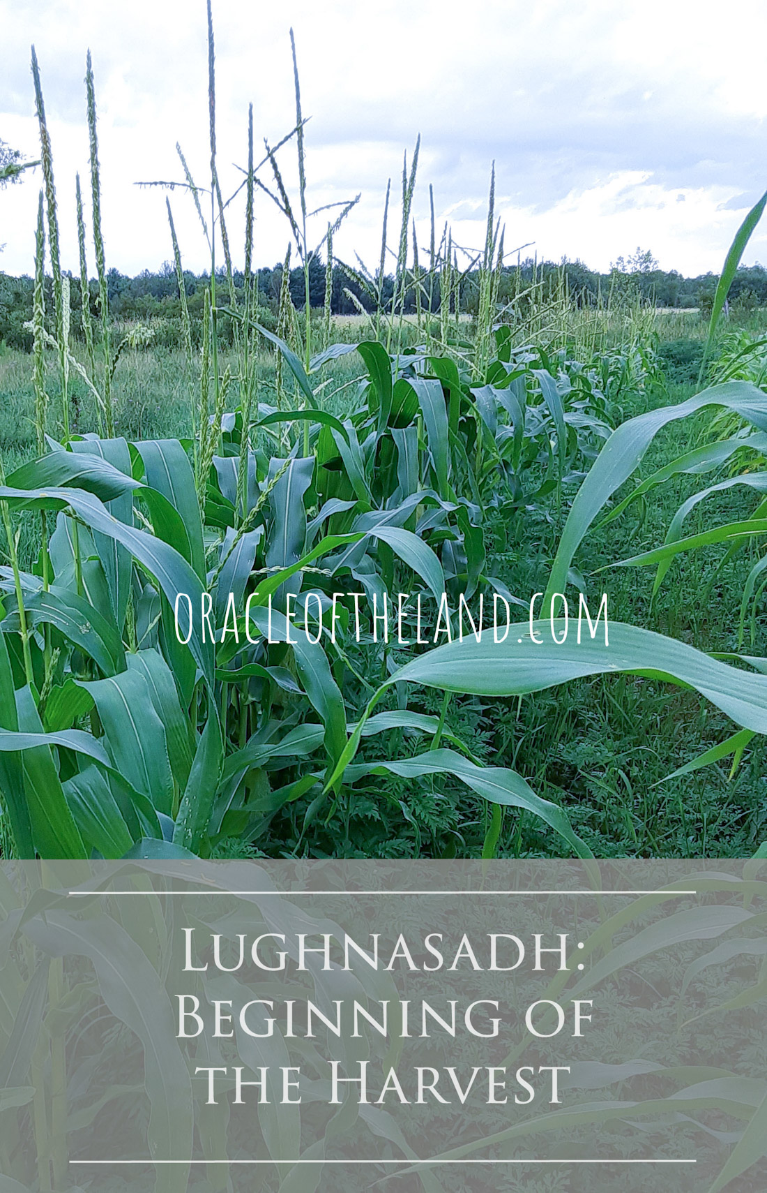Lughnasah: Harvest Time