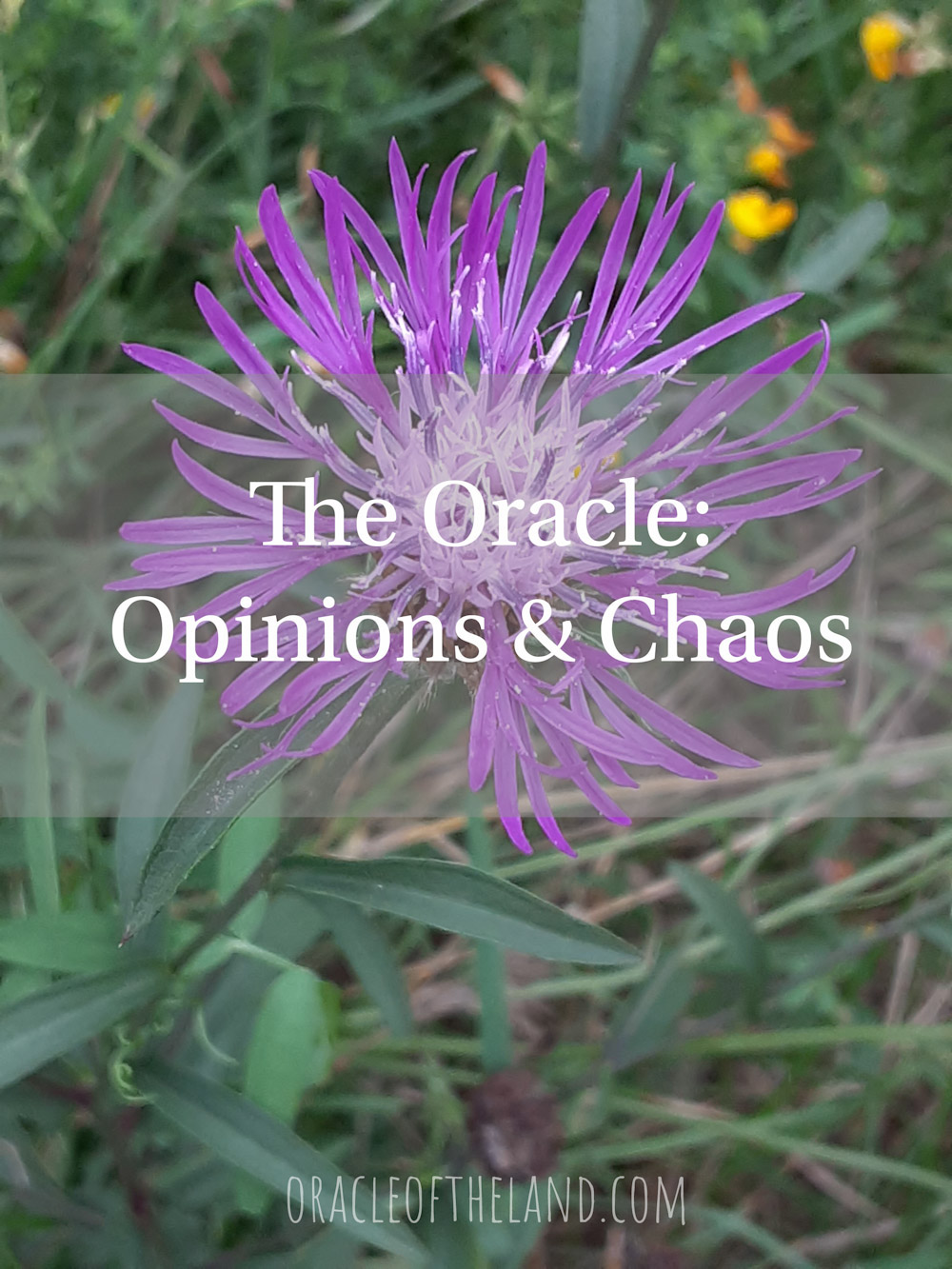 opinions and chaos