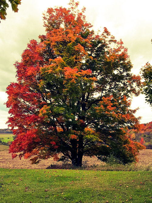 Fall tree in cemetery