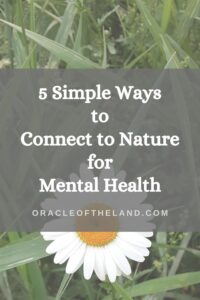 Daisy in in green grass with the words 5 simple ways to connect to nature for mental health
